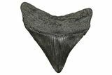 Fossil Megalodon Tooth - South Carolina #341490-1